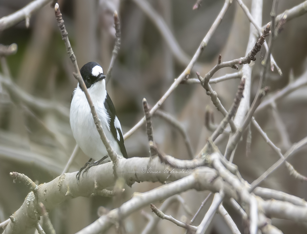 Collared Flycatcher