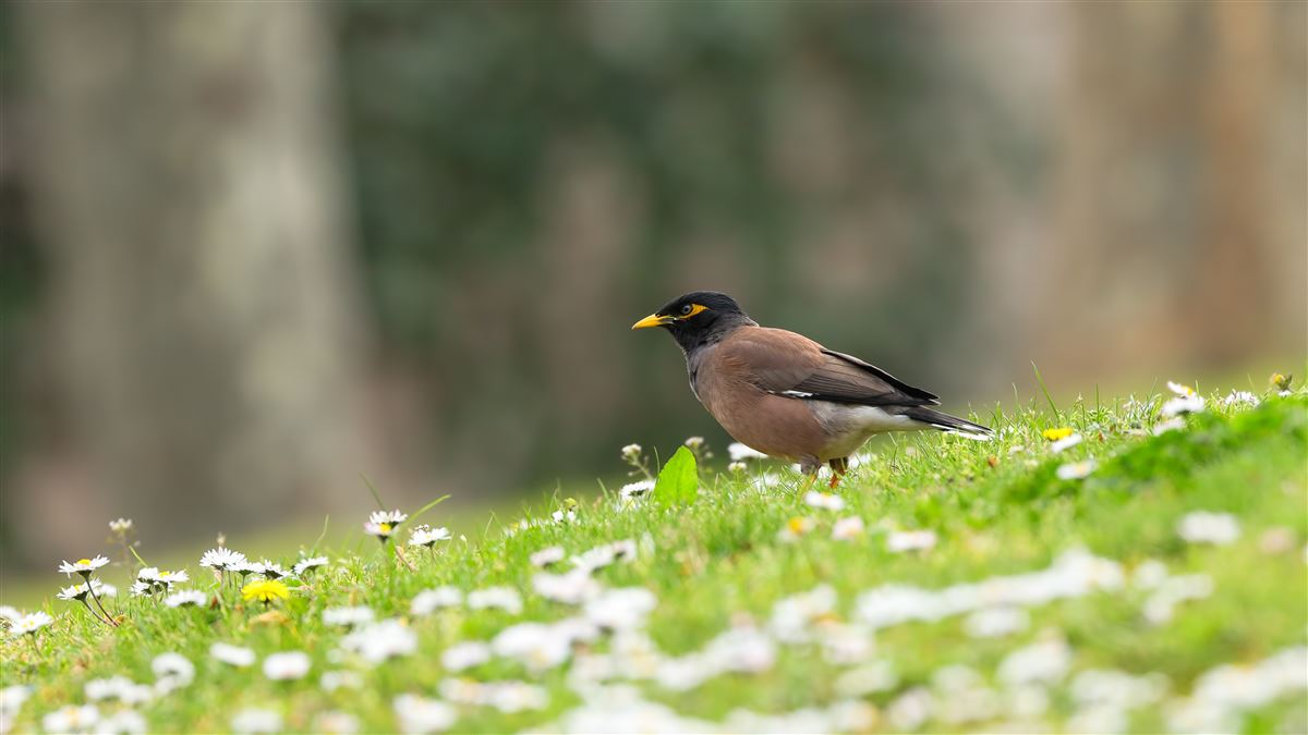 Common Myna