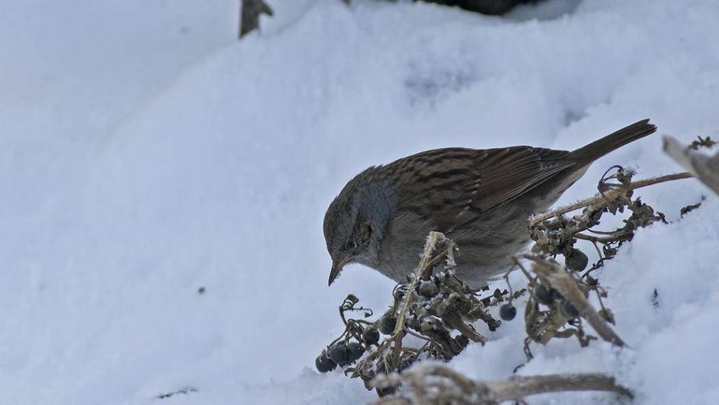 Dunnock
