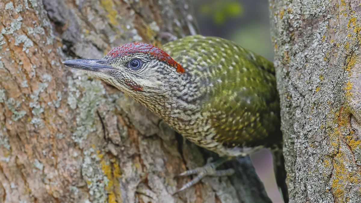 European Green Woodpecker