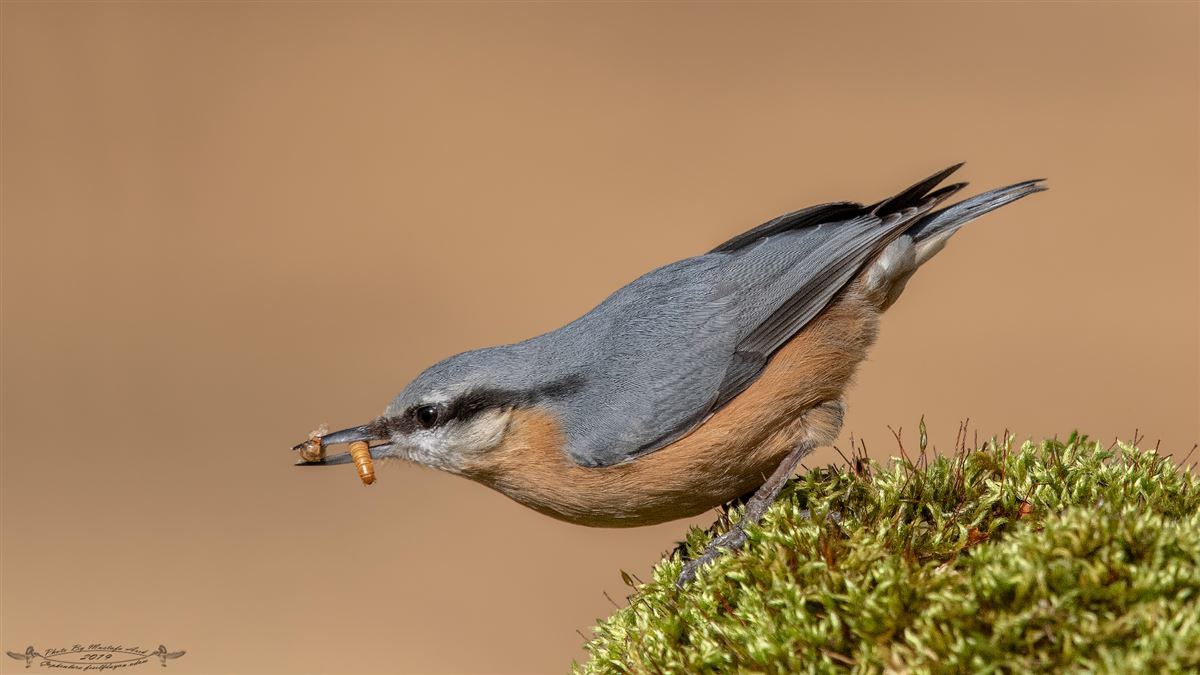 Eurasian Nuthatch