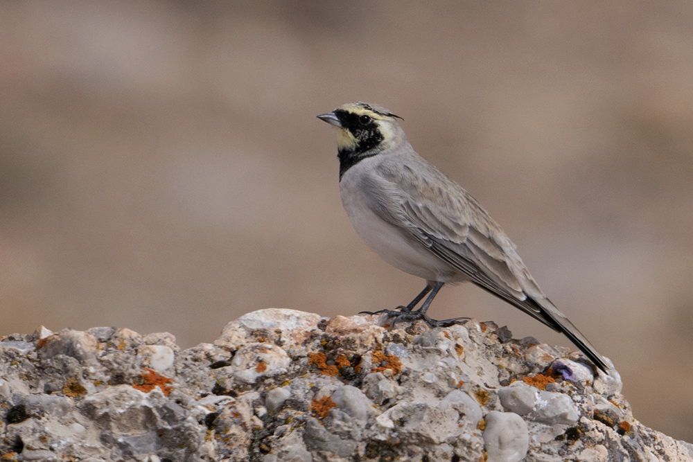 Horned Lark