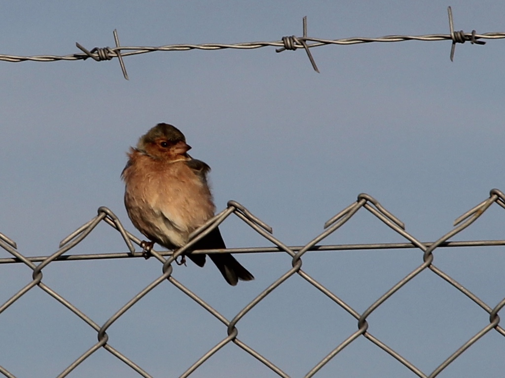 Eurasian Chaffinch