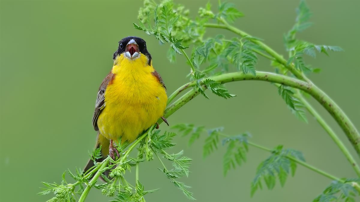 Black-headed Bunting