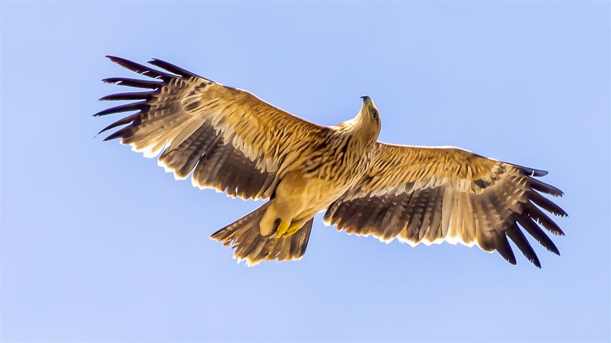 Eastern Imperial Eagle