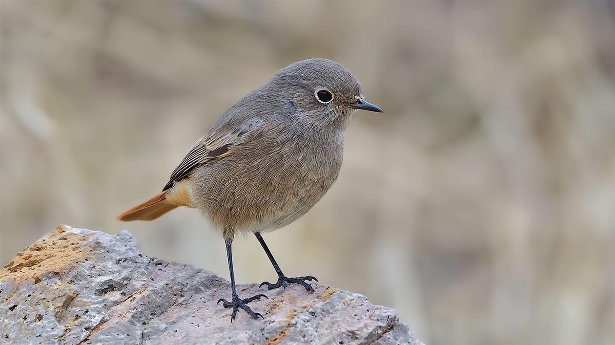 Black Redstart