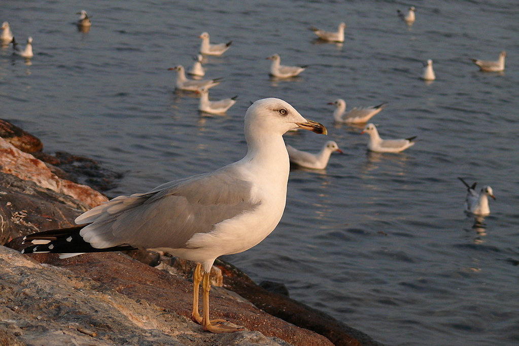 Yellow-legged Gull