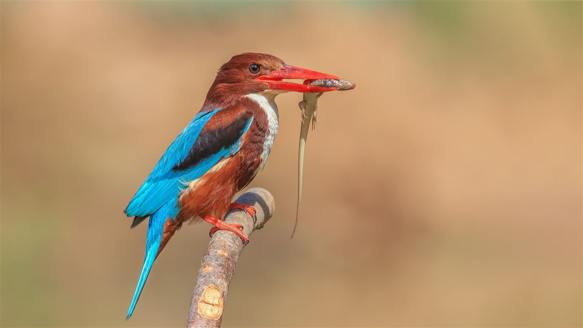 White-throated Kingfisher