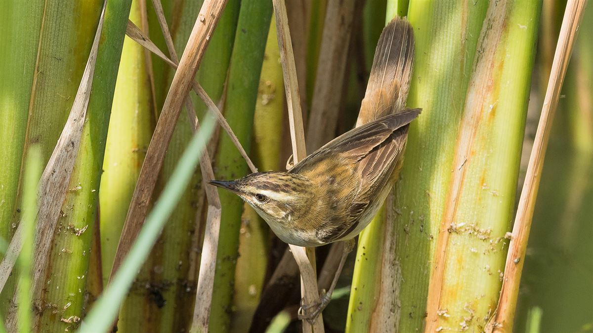 Sedge Warbler