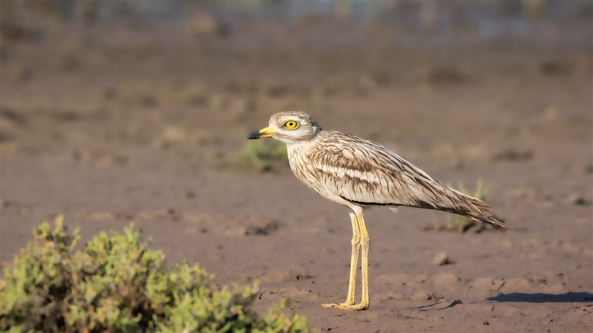 Eurasian Stone-curlew