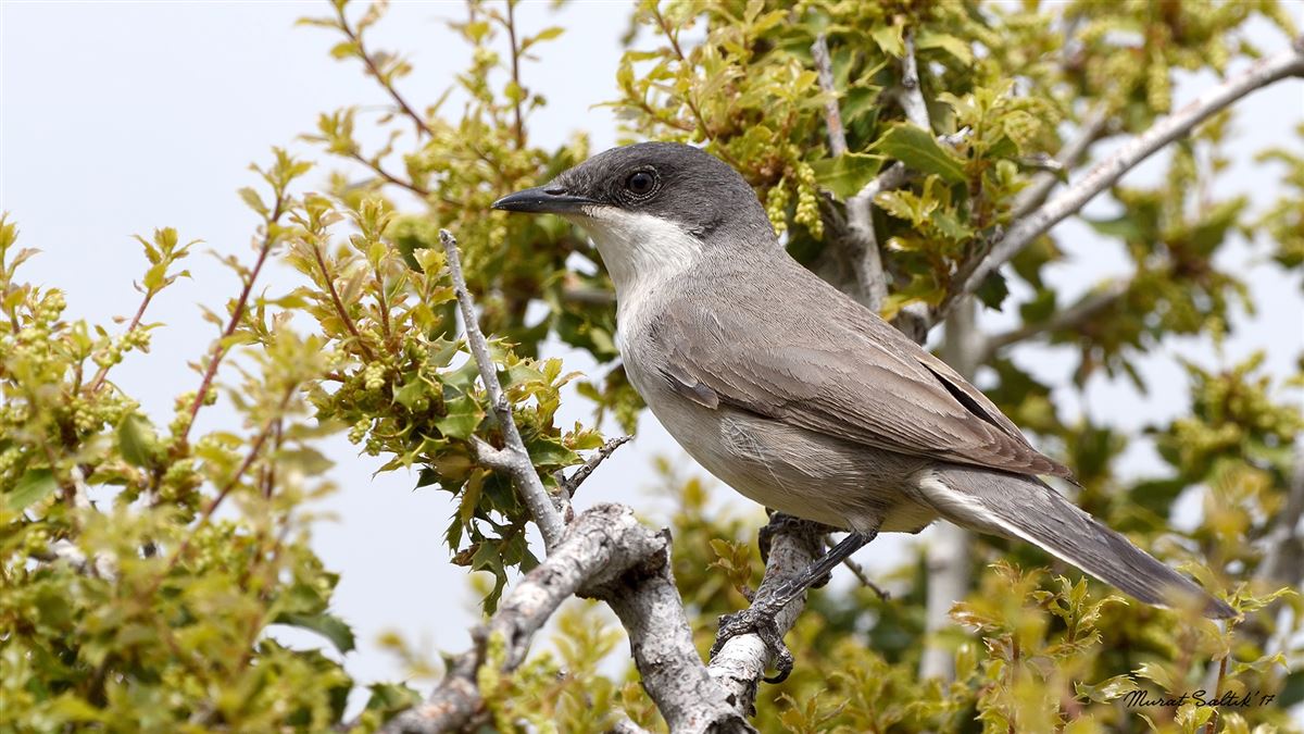 Eastern Orphean Warbler