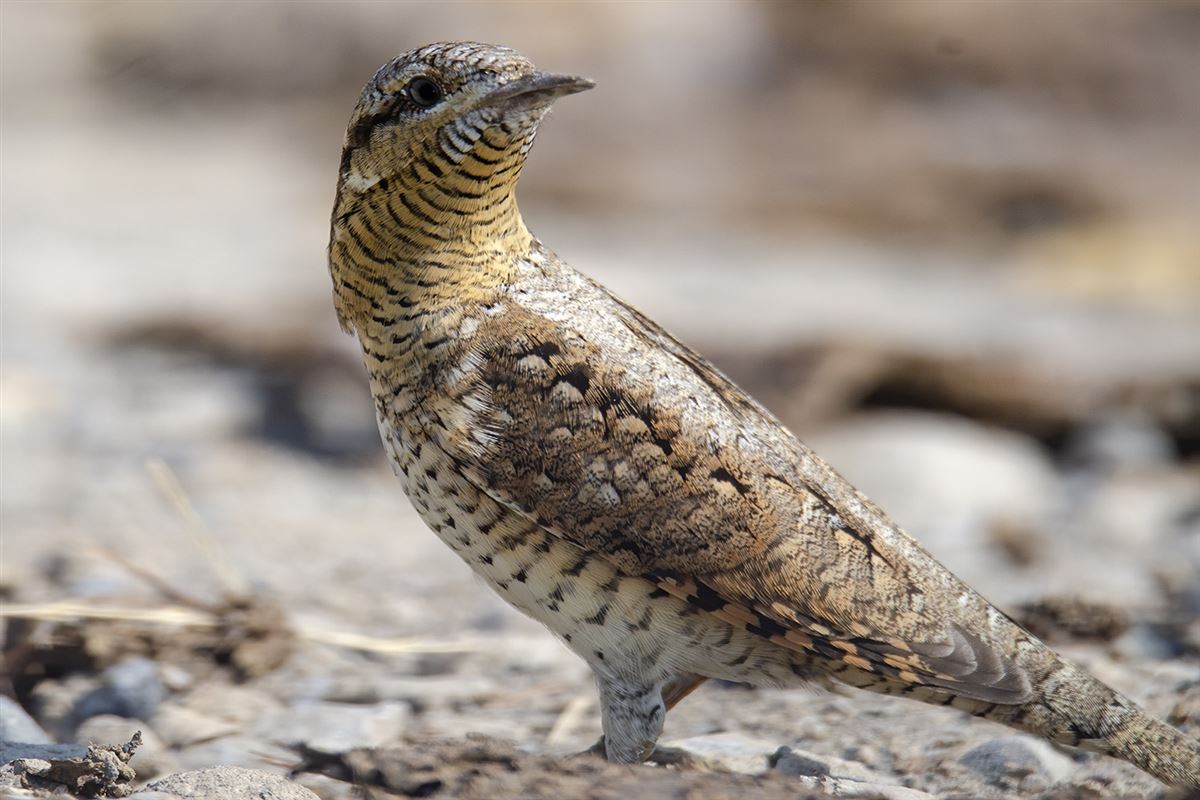 Eurasian Wryneck