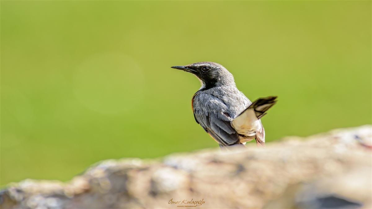 White-throated Robin