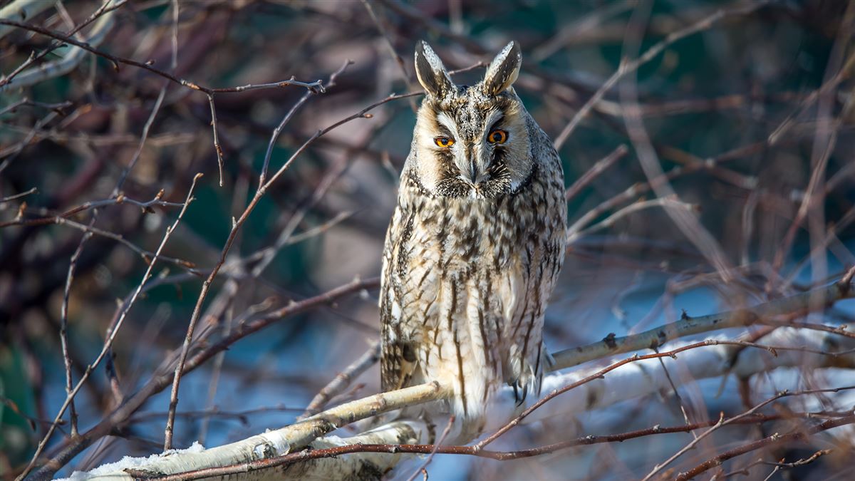 Long-eared Owl