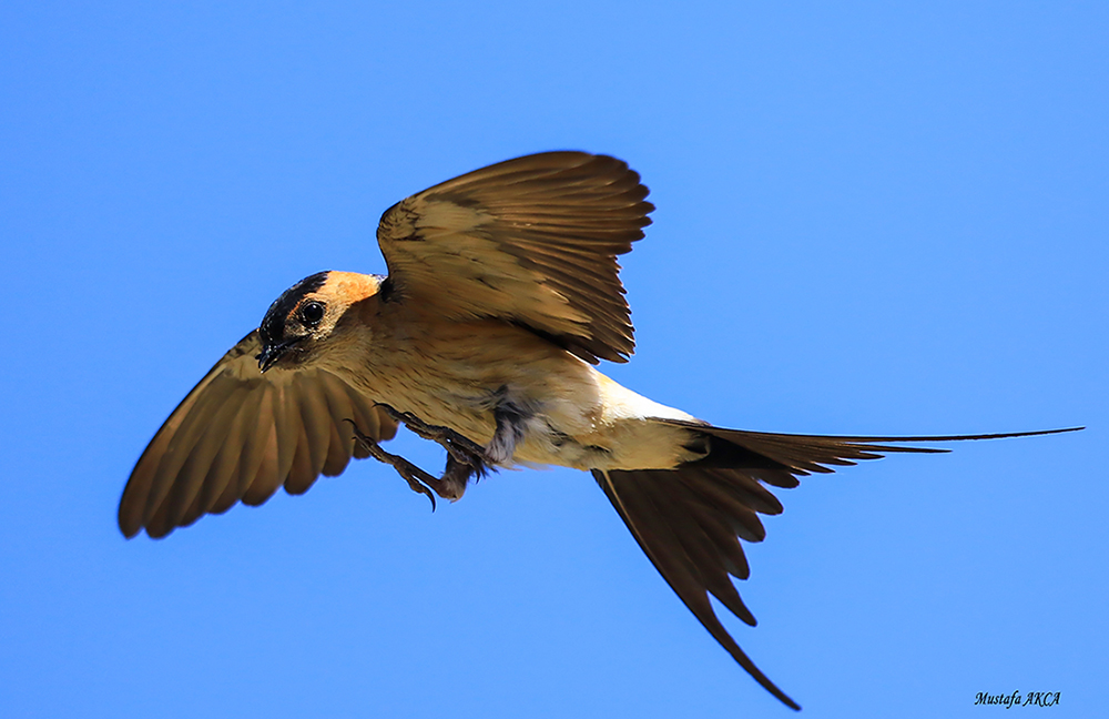 Red-rumped Swallow