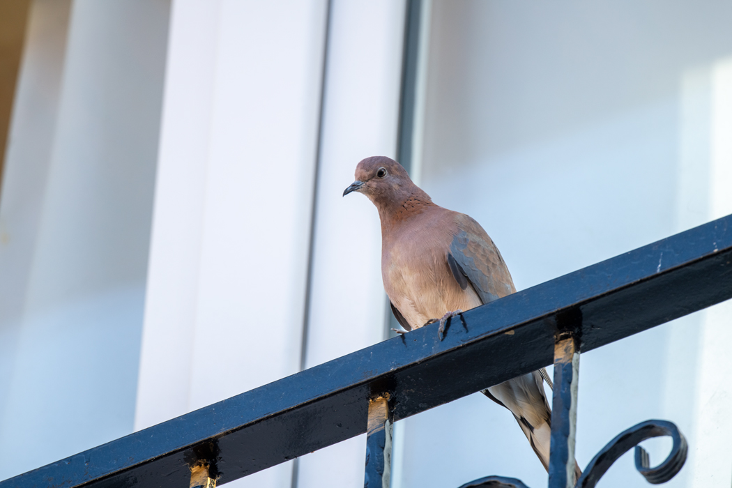 Laughing Dove