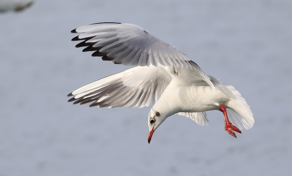 Black-headed Gull