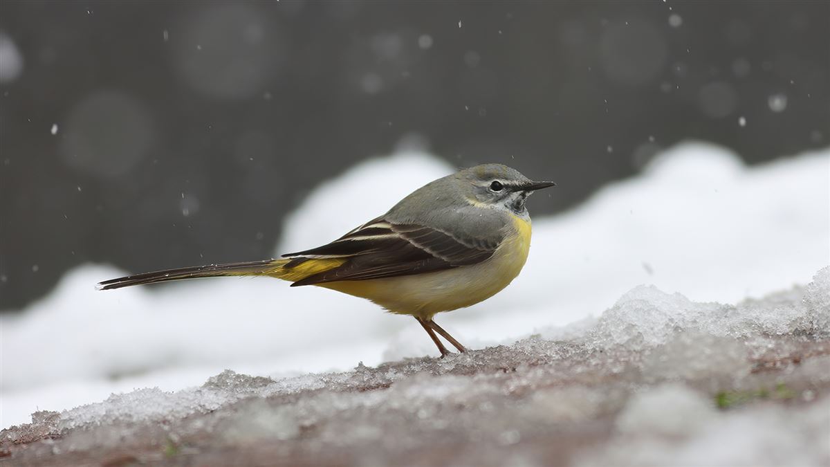Grey Wagtail