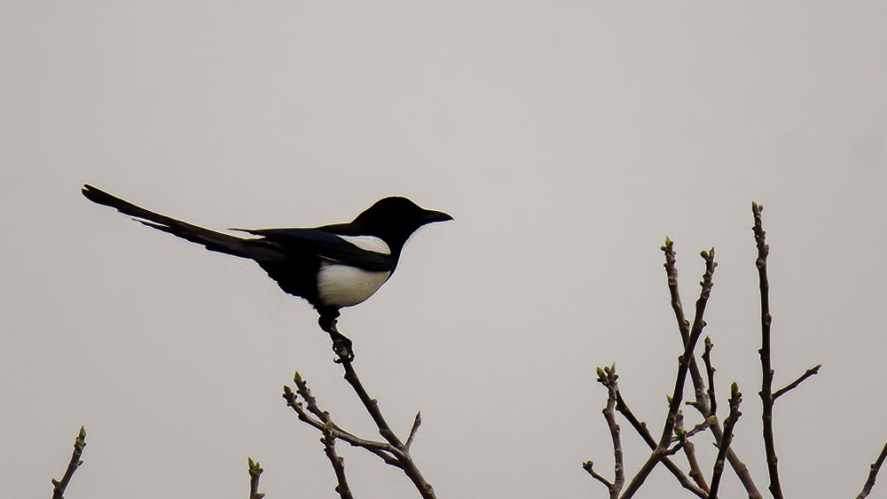 Eurasian Magpie