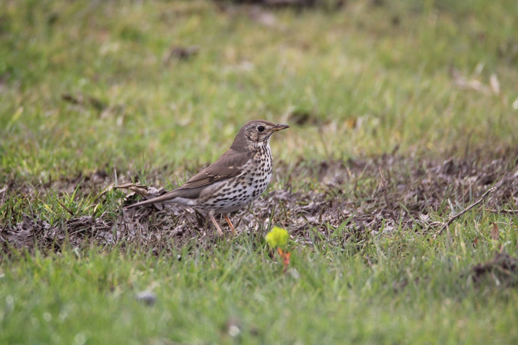 Song Thrush