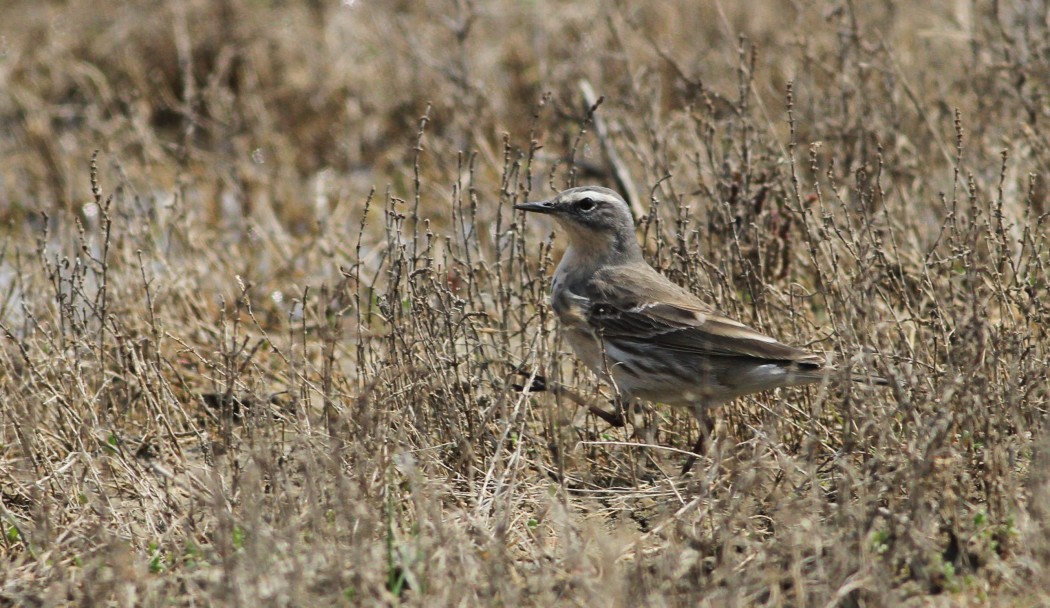 Water Pipit