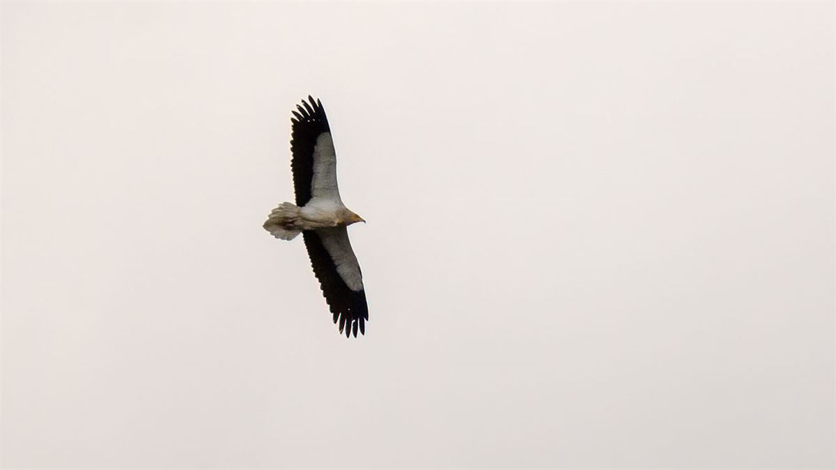 Egyptian Vulture