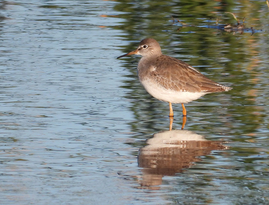 Common Redshank