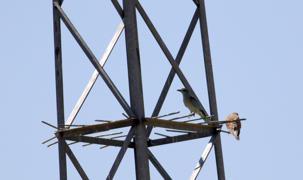 European Roller