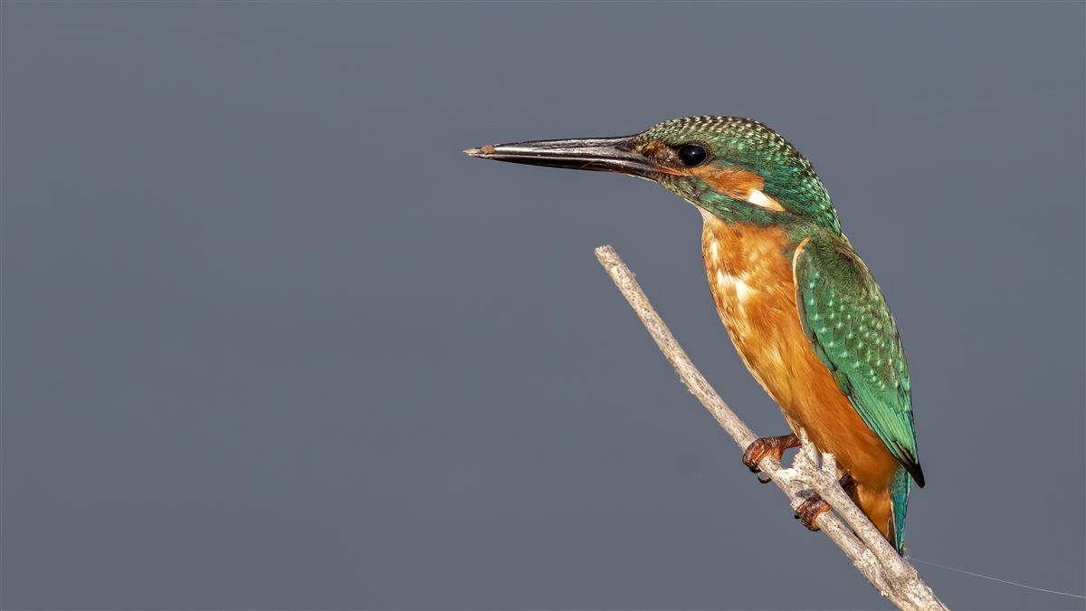 Common Kingfisher