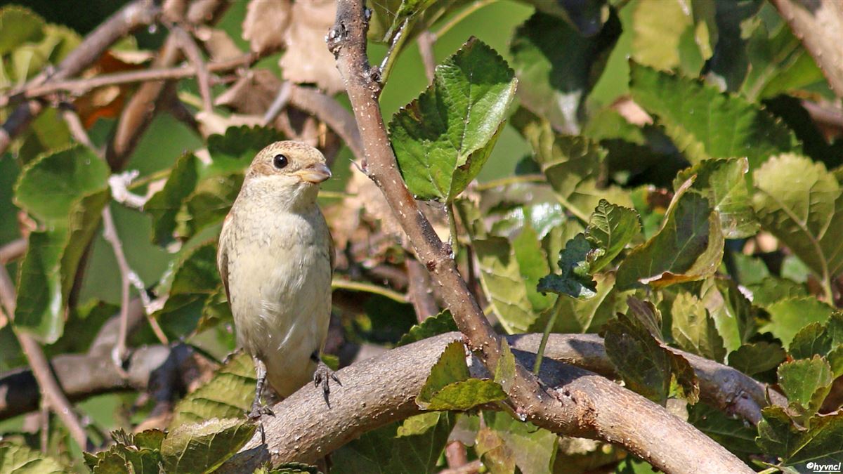 Red-backed Shrike