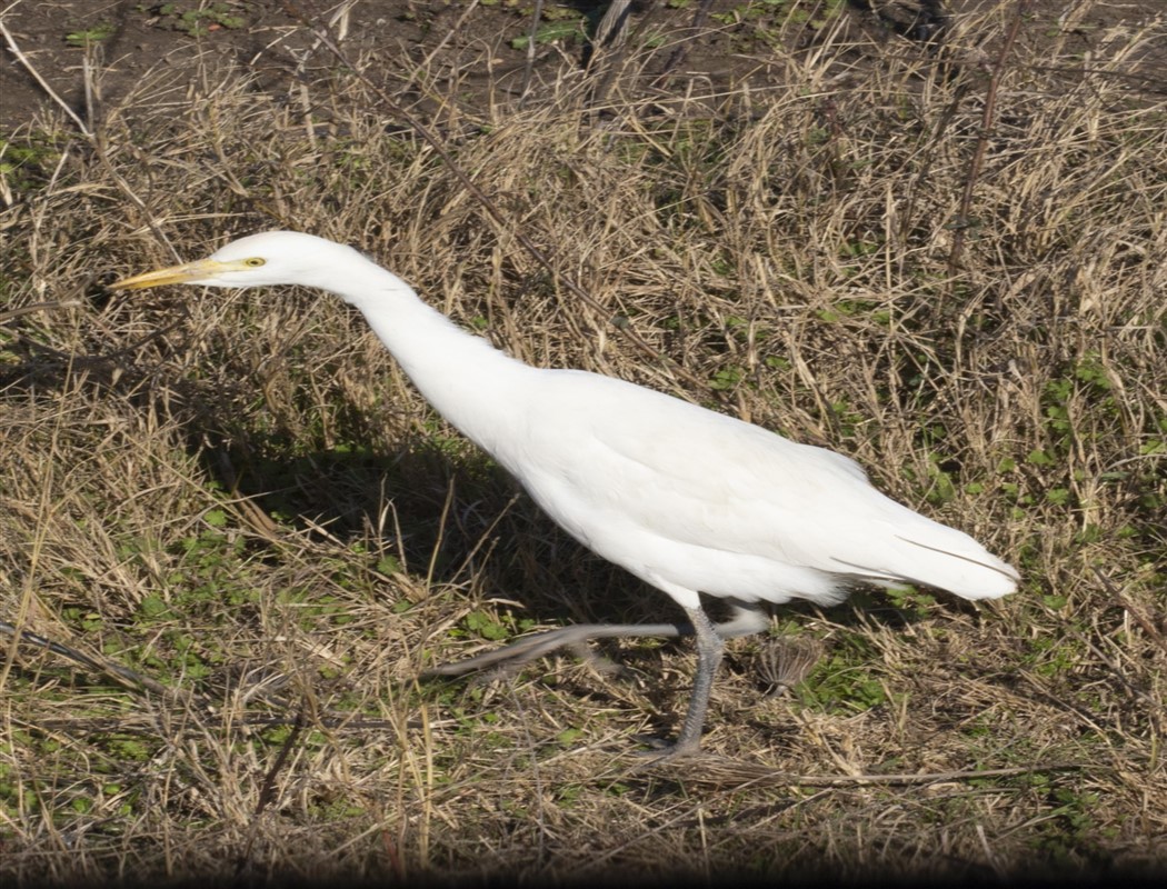 Western Cattle Egret