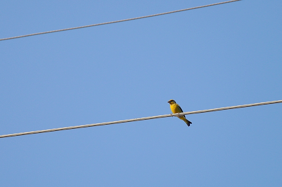 European Greenfinch