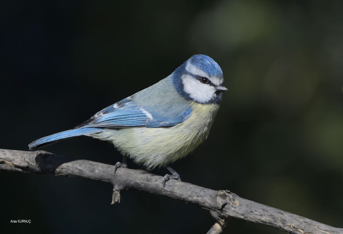 Eurasian Blue Tit