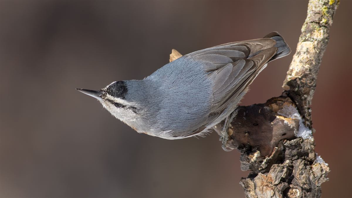 Krüper`s Nuthatch