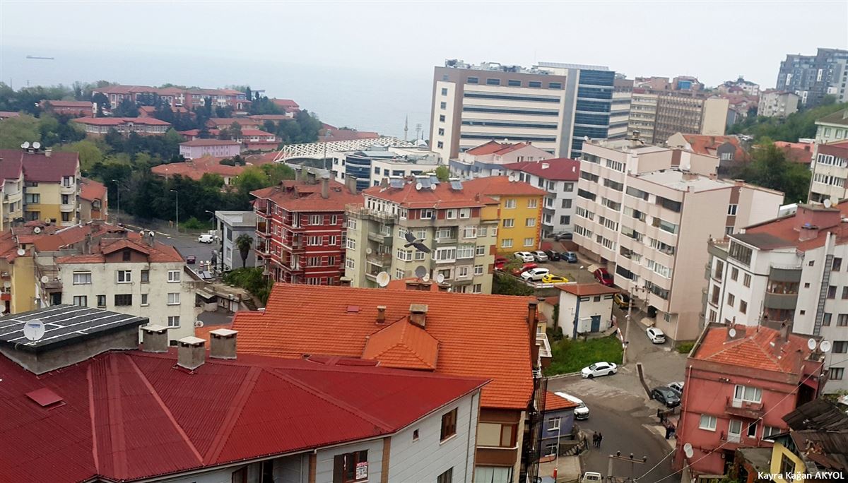 Leş Kargası
