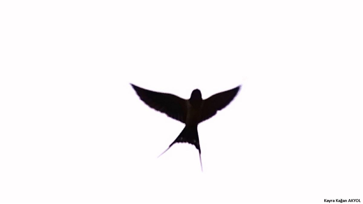 Kır Kırlangıcı