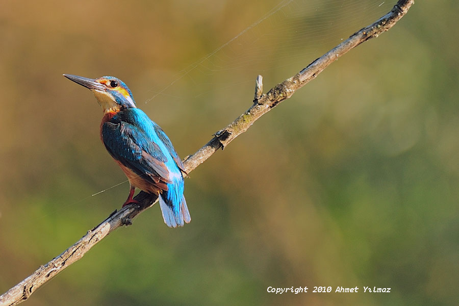 Common Kingfisher