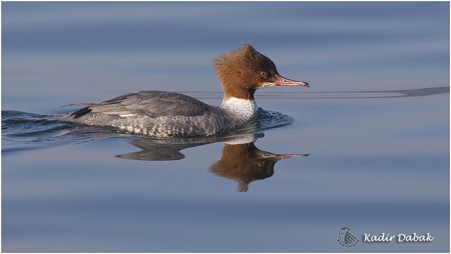 Common Merganser