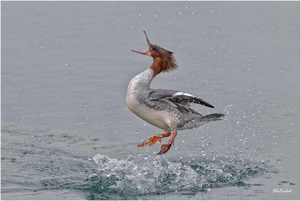 Common Merganser