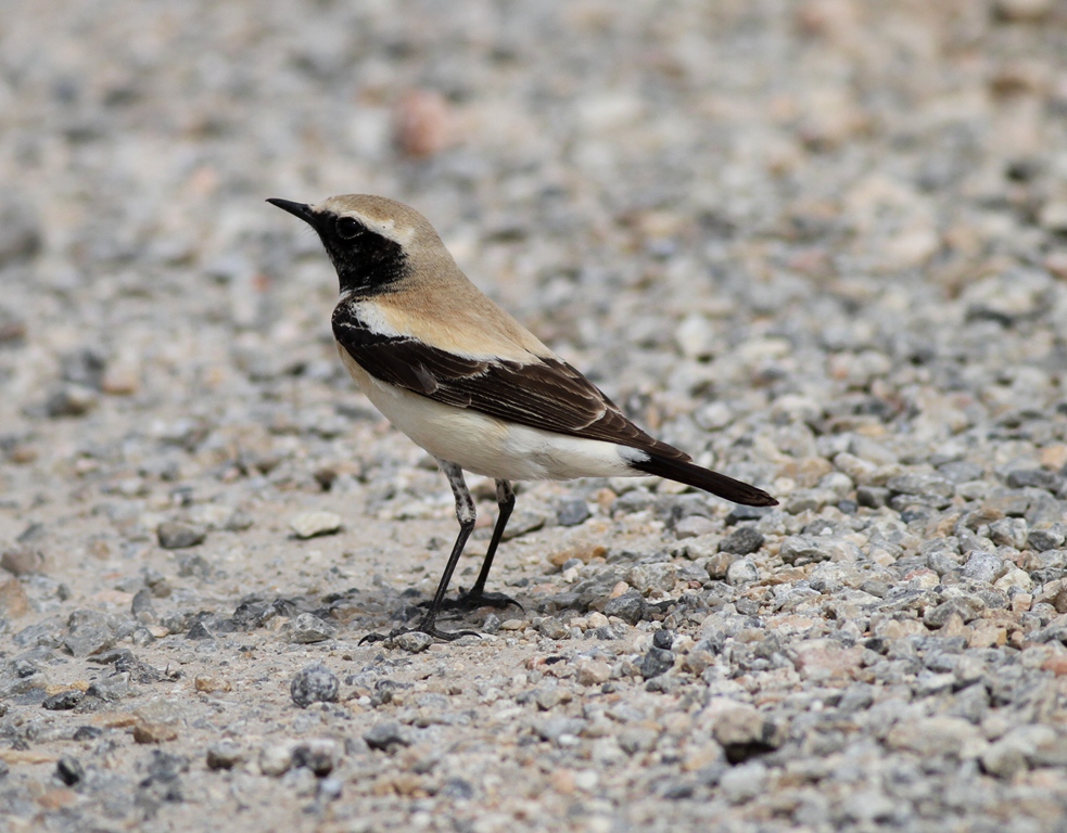 Desert Wheatear