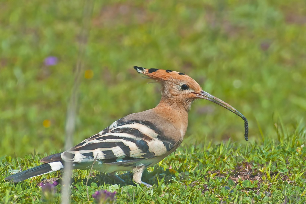 Common Hoopoe