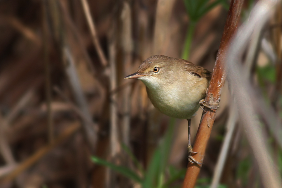 Common Reed Warbler