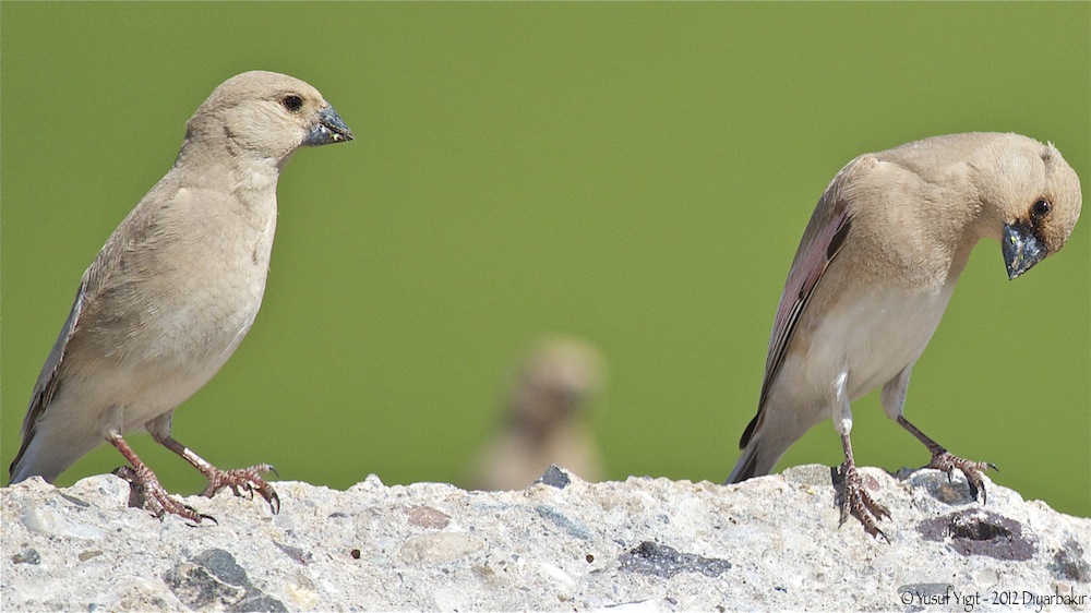 Desert Finch