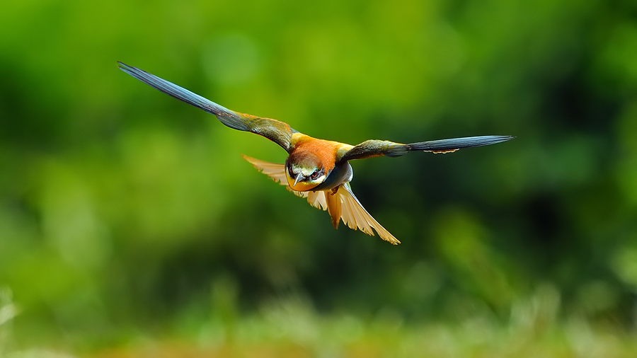 European Bee-eater