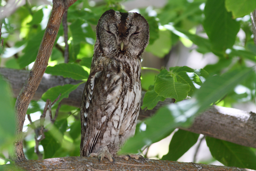 Tawny Owl