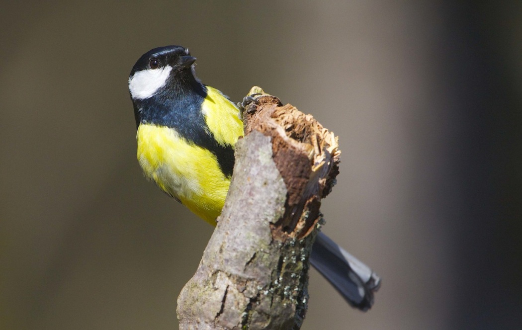 Great Tit