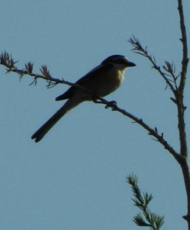 Masked Shrike