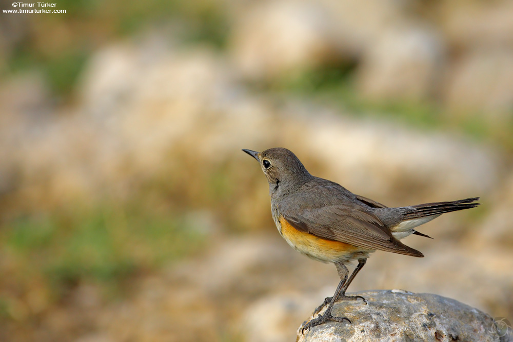 White-throated Robin