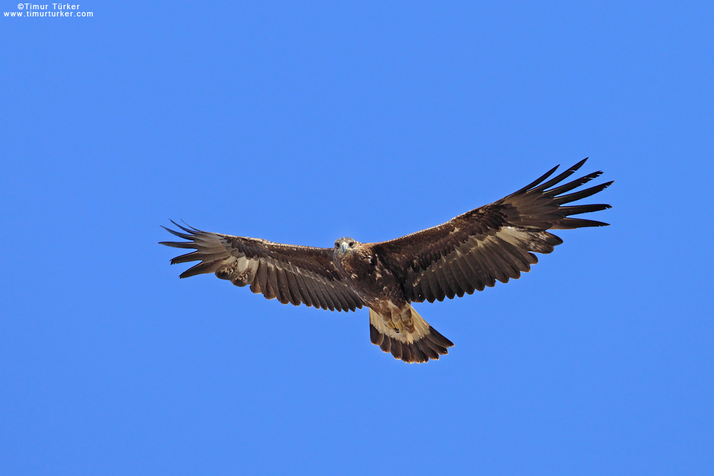 Golden Eagle