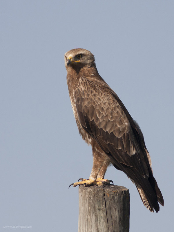 Lesser Spotted Eagle